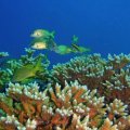 SCUBA DIVING